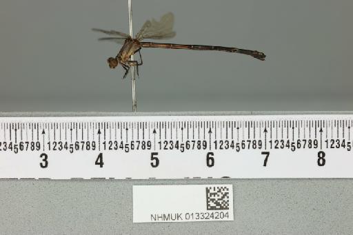 Argia indicatrix Calvert, 1902 - 013324204_lateral