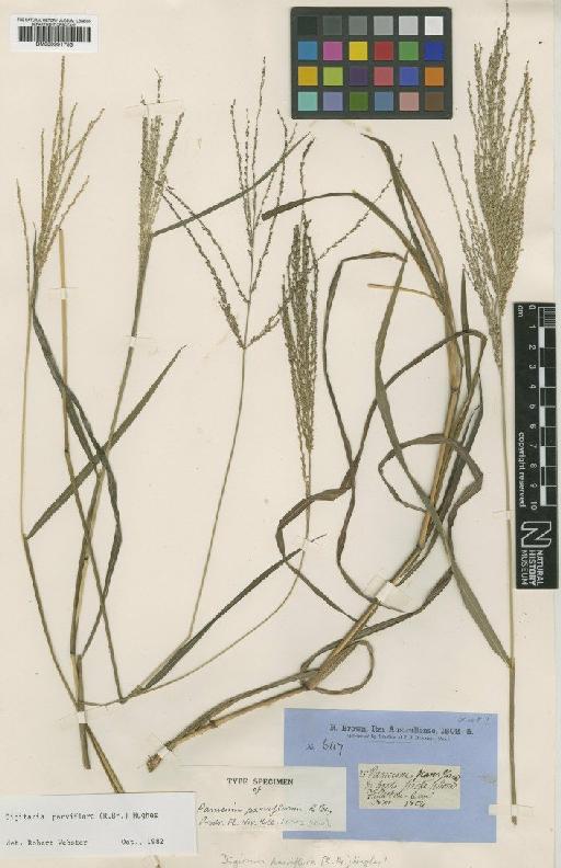 Digitaria parviflora (R.Br.) Hughes - BM000991753