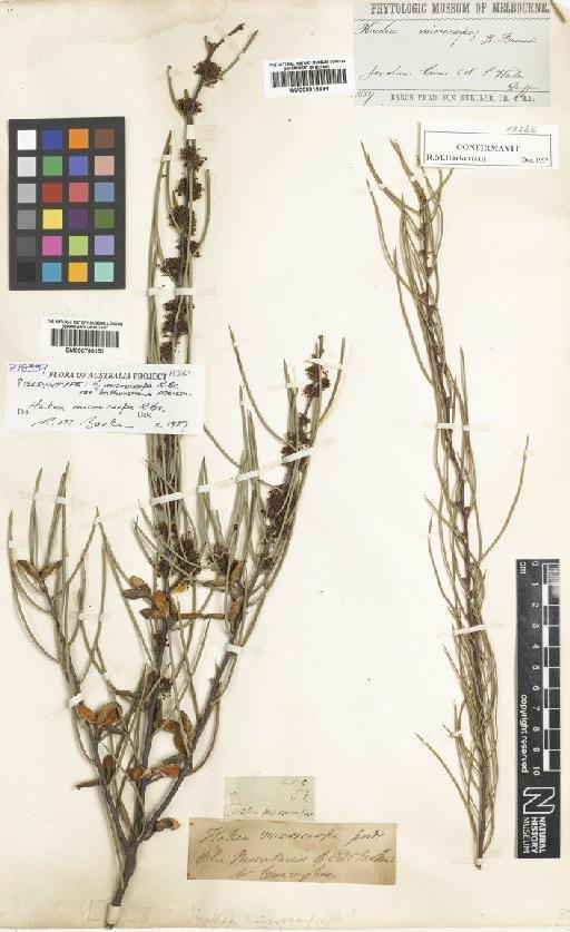 Hakea microcarpa R.Br. - BM000915684