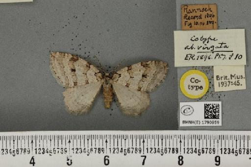 Epirrita autumnata ab. sandbergi Lampa, 1885 - BMNHE_1790959_361120