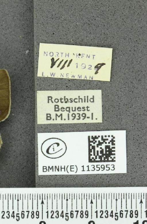 Neozephyrus quercus ab. caerulescens Lempke, 1936 - BMNHE_1135953_label_94047