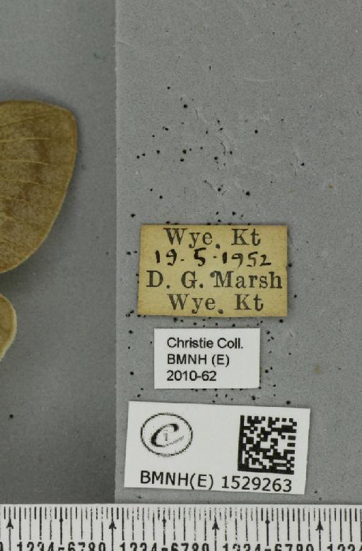 Macrothylacia rubi (Linnaeus, 1758) - BMNHE_1529263_label_196711