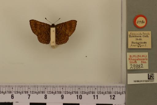 Pachythone pasicles - NHMUK010247231_Pachitone pasicles_ST_Male (1)