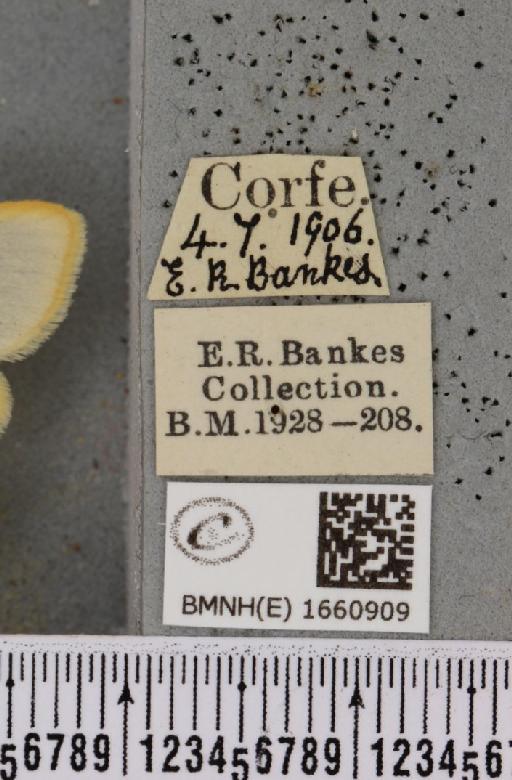 Cybosia mesomella (Linnaeus, 1758) - BMNHE_1660909_label_284592