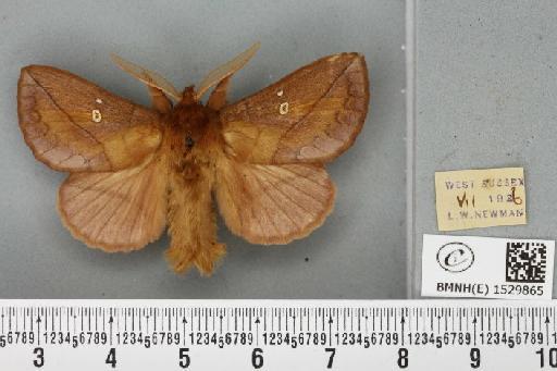 Euthrix potatoria (Linnaeus, 1758) - BMNHE_1529865_197309