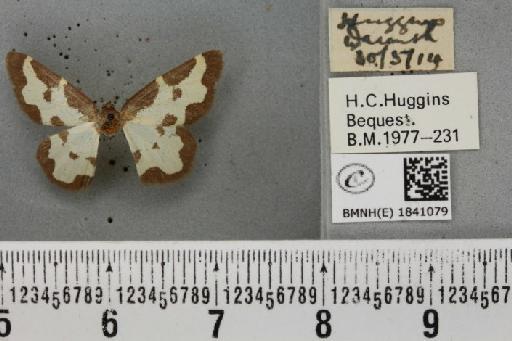 Lomaspilis marginata (Linnaeus, 1758) - BMNHE_1841079_419340