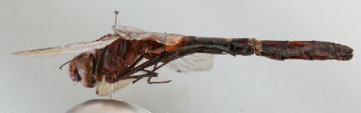 Macromia halei Fraser, 1928 - 011247189_Macromia_halei_LT_lateral