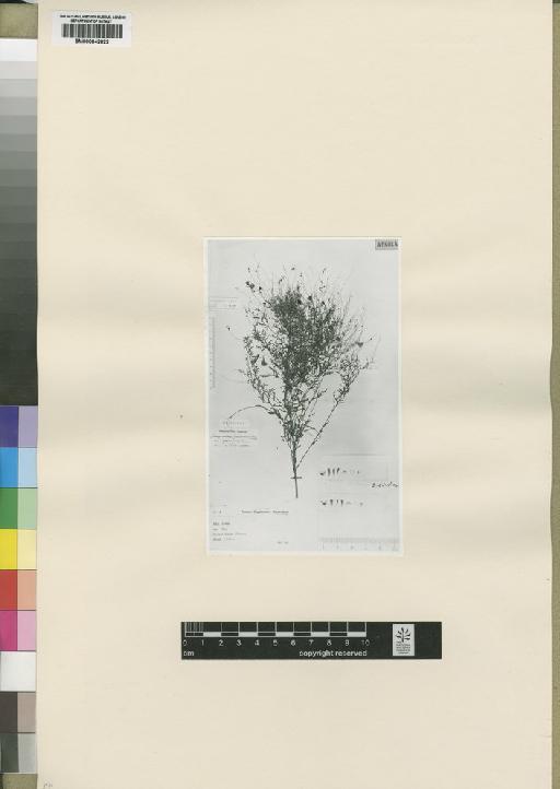 Aeschynomene tenuirama var. parviflora Torre - BM000842822