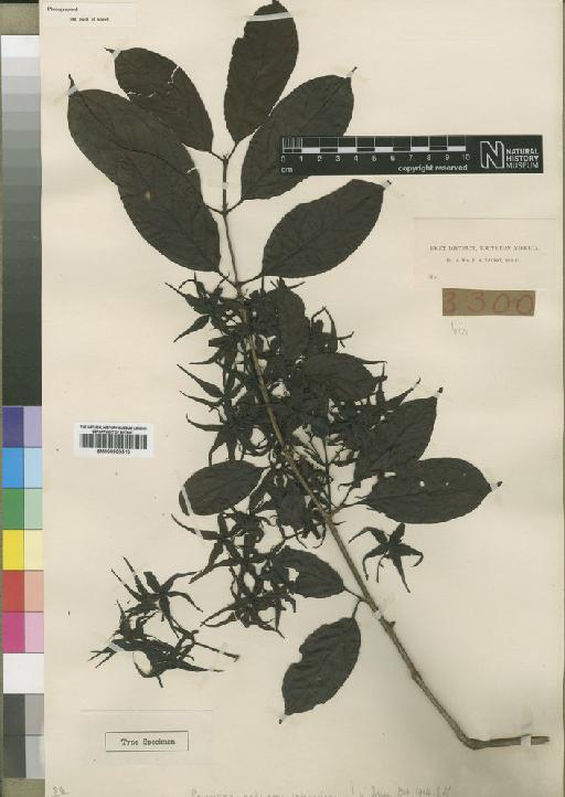 Cuviera calycosa Wernham - BM000903513