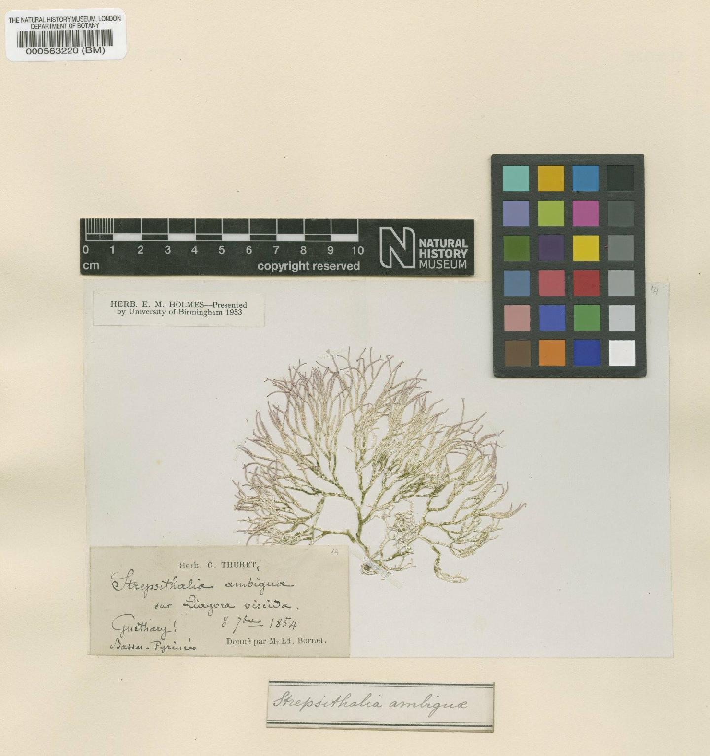 To NHMUK collection (Strepsithalia liagorae Sauvageau; Isotype; NHMUK:ecatalogue:4722831)