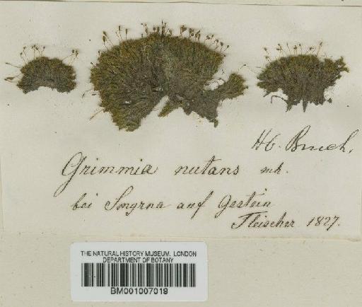 Grimmia nutans Bruch - BM001007019