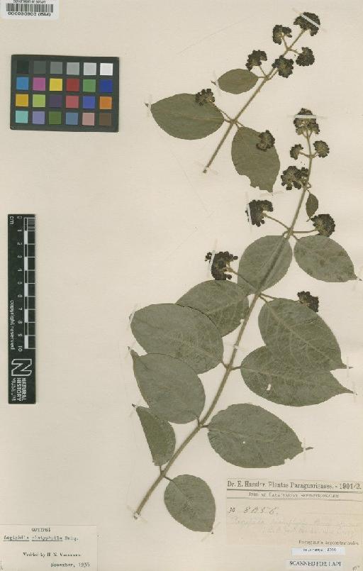 Aegiphila platyphylla Briq - BM000098903