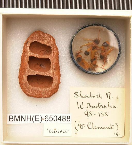 Eumenes - Hymenoptera Nest BMNH(E) 650488
