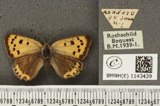 Lycaena phlaeas eleus ab. cuprinus Peyerimhoff, 1862 - BMNHE_1143439_108243