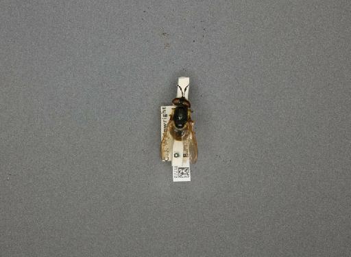 Callicera aurata (Rossi, P., 1790) - 012531773_807820_1282262