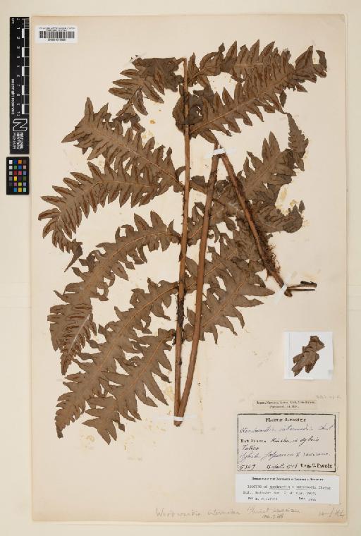 Woodwardia japonica (L.f.) Sm. - 001073328