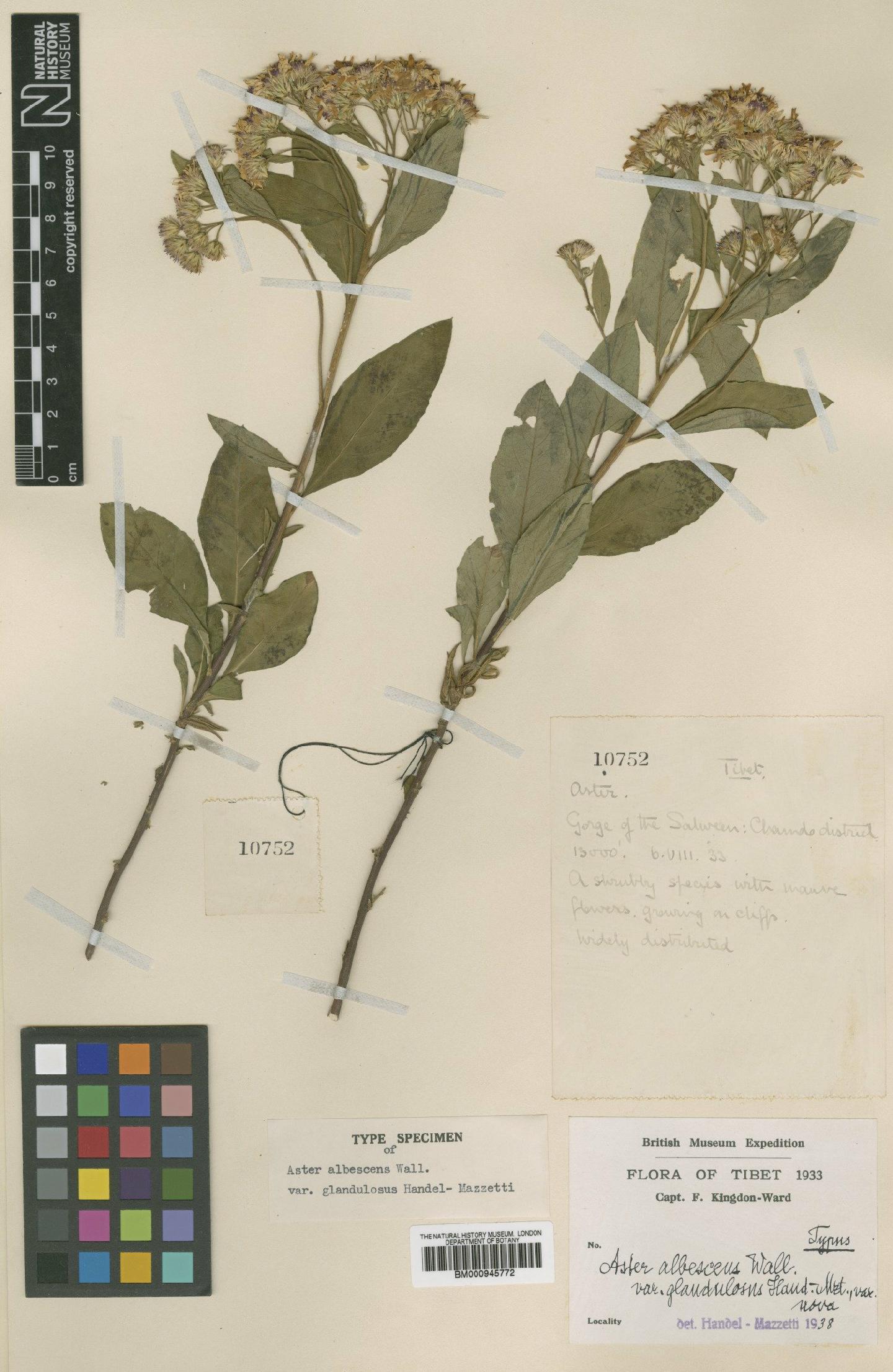 To NHMUK collection (Aster albescens var. glandulosus Hand.-Mazz.; Type; NHMUK:ecatalogue:472085)