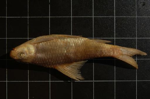 Varicorhinus latirostris Boulenger, 1910 - 1911.6.1.6-10 Varicorhinus latirostris big a