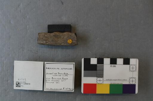 Kentisuchus spenceri Buckland, 1836 - 010249519_L010230947_(1)