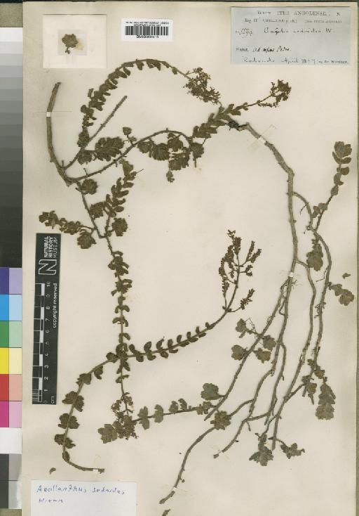 Aeollanthus sedoides Hiern - BM000931410
