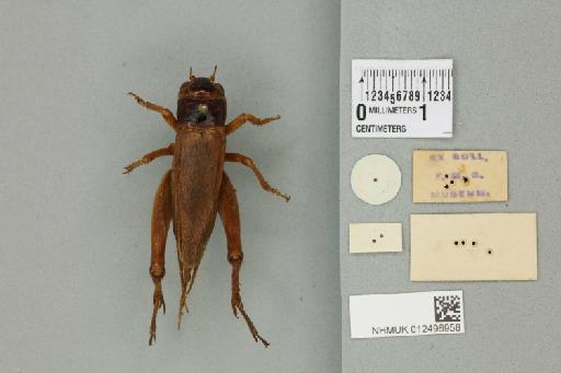 Gymnogryllus brachyxiphus Chopard, 1931 - 012496958_reverse_1