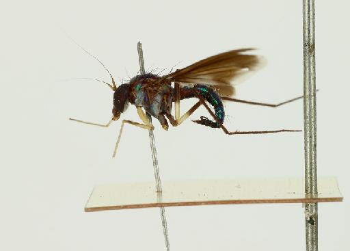 Chrysosoma bicolor Parent, 1937 - 010398017-Chrysosoma_bicolor-habitus