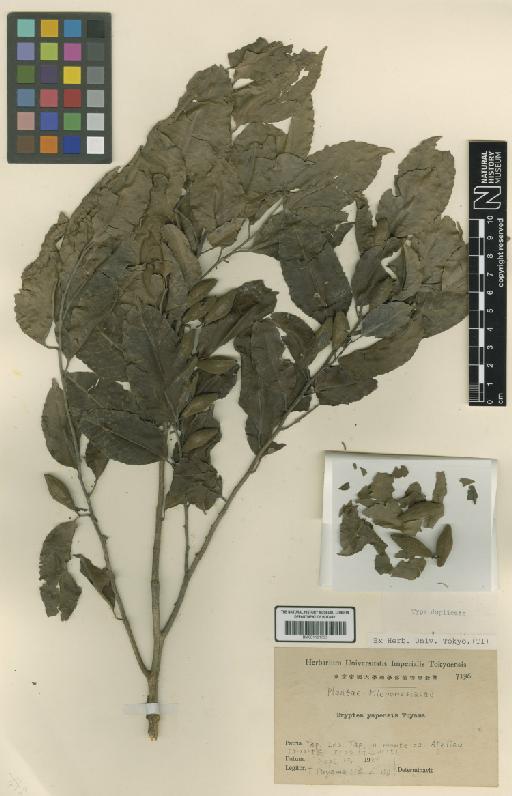 Drypetes yapensis Tuyama - BM001191735