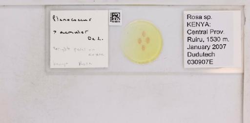 Planococcus aemulor De Lotto, 1964 - 010138336__