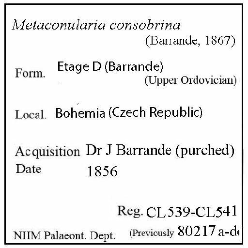 Metaconularia consobrina (Barrande, 1867) - CL 539-CL 541. Metaconularia consobrina (label)