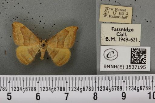 Watsonalla cultraria (Fabricius, 1775) - BMNHE_1537195_188428