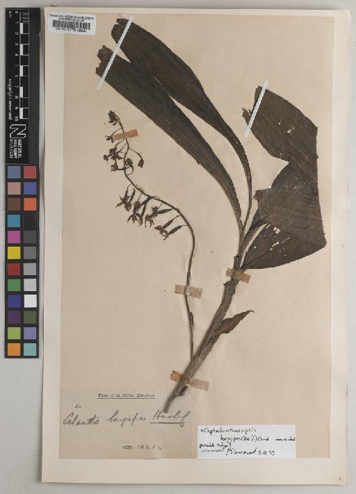 Cephalantheropsis longipes (Hook.f.) Ormerod - BM000514779