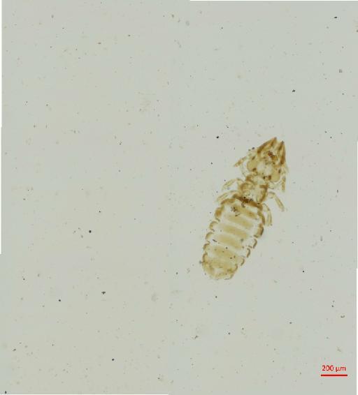 Procaviphilus (Meganarionoides) angolensis Bedford, 1936 - 010697597__2017_08_16-Scene-1-ScanRegion0