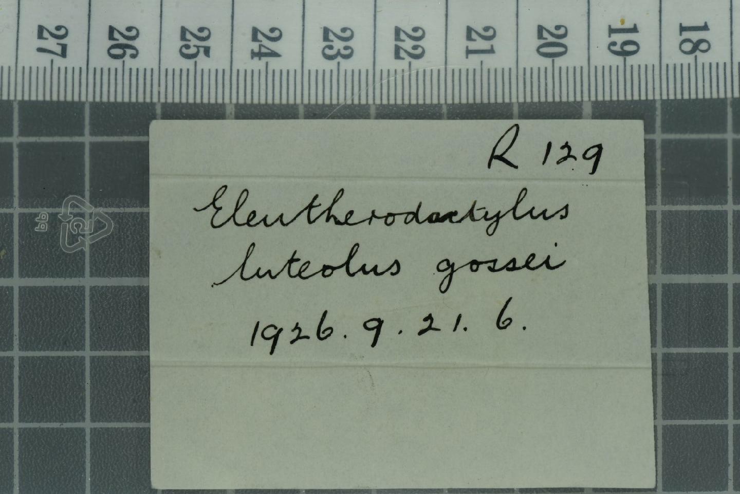 Eleutherodactylus gossei thumbnail