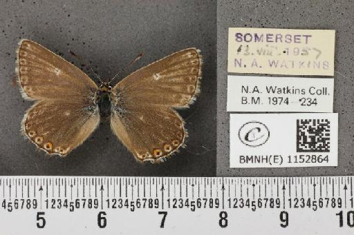 Lysandra coridon ab. punctata Tutt, 1896 - BMNHE_1152864_103966