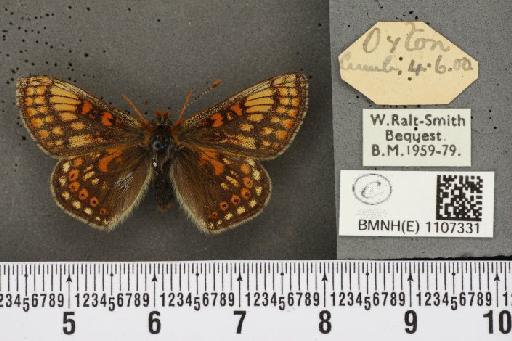 Euphydryas aurinia ab. virgata Tutt, 1896 - BMNHE_1107331_18569
