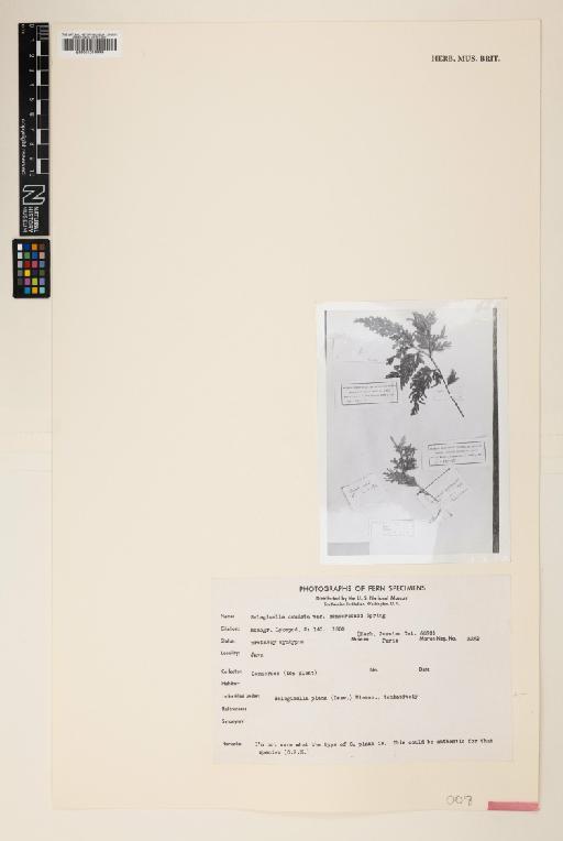 Selaginella plana (Desv.) Hieron. - 001019999