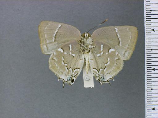 Thecla mecrida Hewitson, 1867 - NHMUK010891002_Celmia_mecrida_Hewitson_syntype_Ventral 2