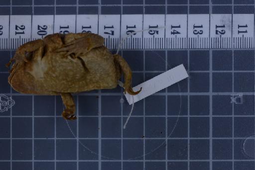 Uperodon taprobanicus - 1947.2.10.63-pic5