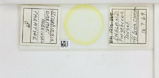 Strophingia cinerea Hodkinson, 1971 - 013471578_117219_1146780_835815_Type