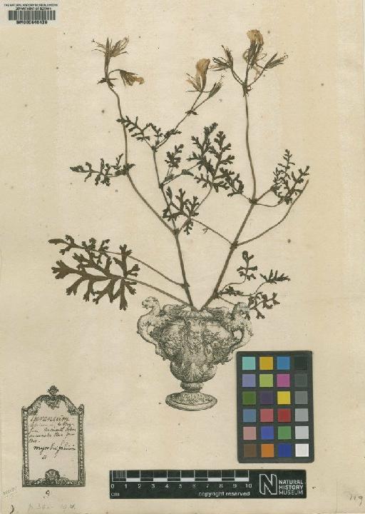 Geranium myrrhifolium L. - BM000646439