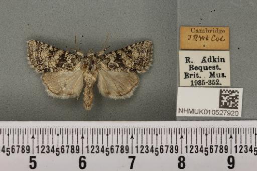 Nyctobrya muralis (Forster, 1771) - NHMUK_010527920_581749