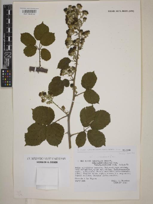 Rubus ulmifolius subsp. serriculatus var. tiliifolius Sudre - BM013845039