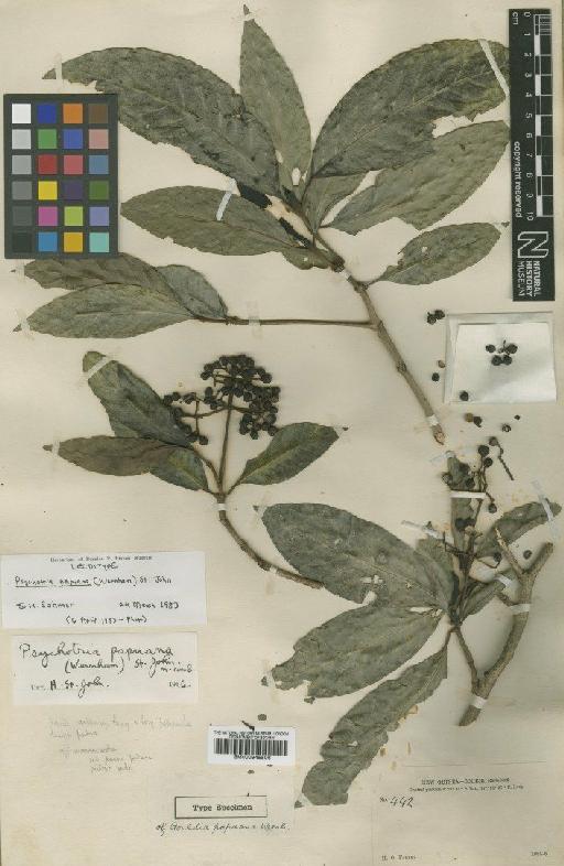 Psychotria papuana (Wernham) R.P.St.John - BM000945506