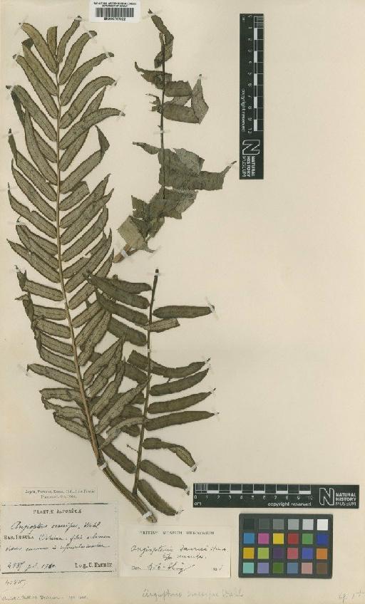 Angiopteris lygodiifolia Rosenst. - BM000787022