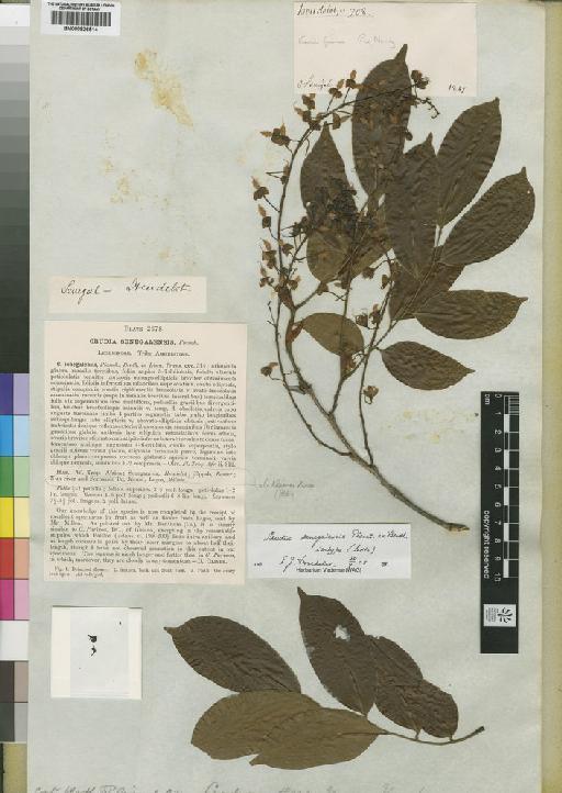 Crudia senegalensis - BM000826514
