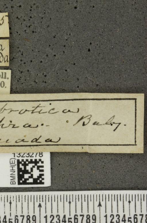 Paratriarius gloriosus (Harold, 1877) - BMNHE_1323278_label_21686
