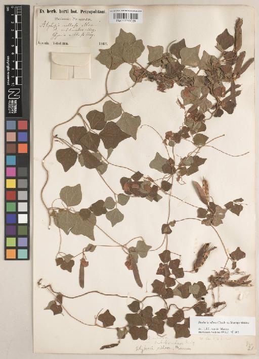 Dunbaria villosa (Thunb.) Makino - BM013713529
