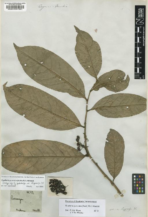 Guatteria punctata (Aubl.) R.A.Howard - BM000557388