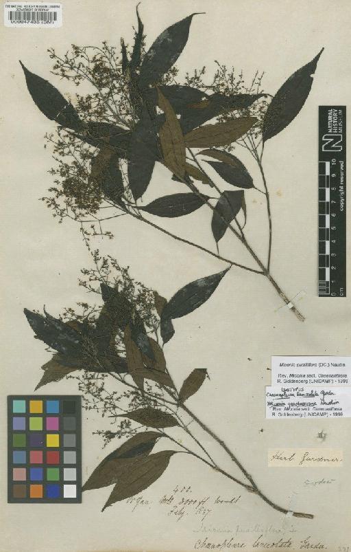 Miconia pusilliflora (DC.) Naudin - BM000047436