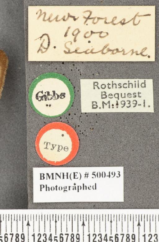 Maniola jurtina insularis ab. radiata Frohawk, 1938 - BMNHE_500493_label_39716